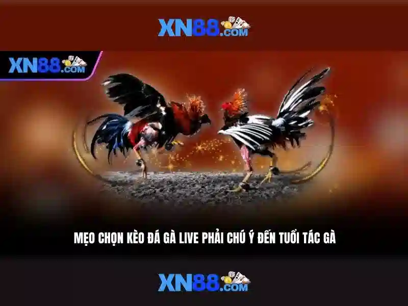 'Giới thiệu tổng quan về xn88'