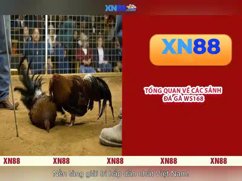 Ảnh minh họa xn88